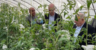 agricultura-invernadero-banco-germoplasma-variedades-tomate