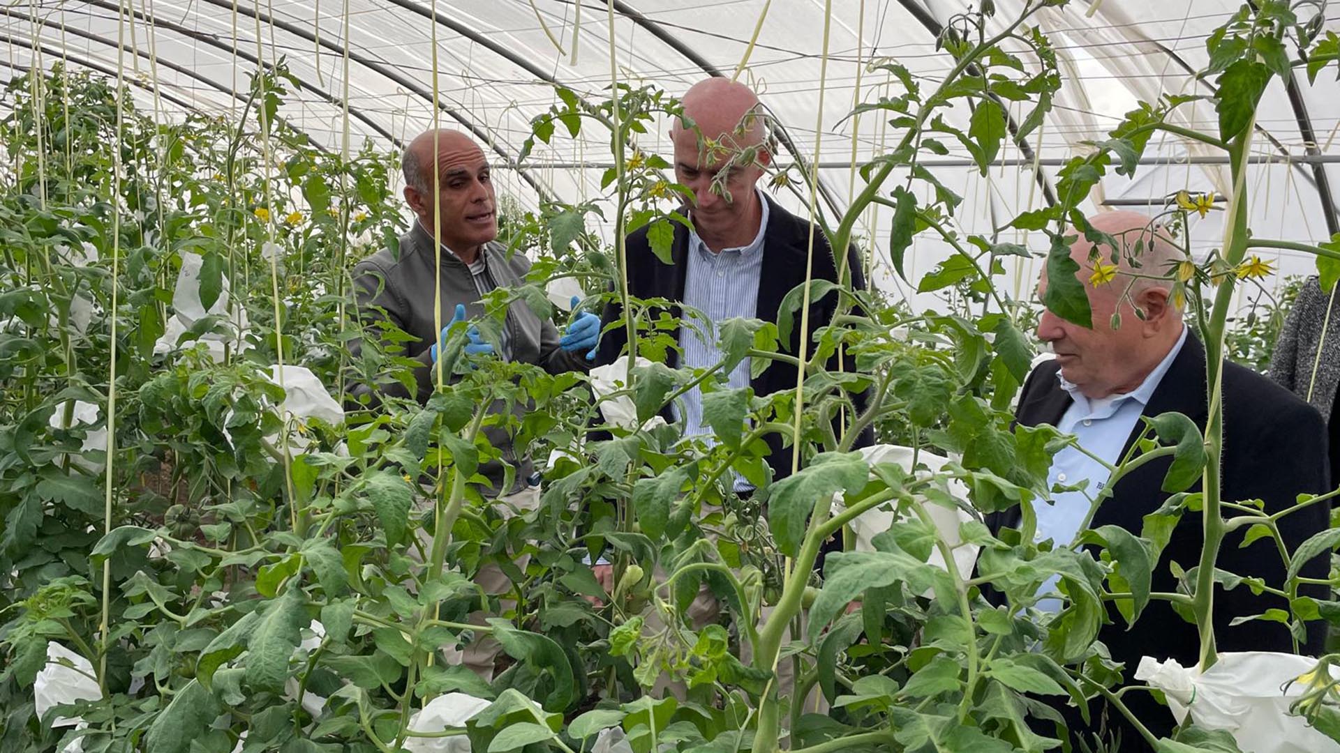agricultura-invernadero-banco-germoplasma-variedades-tomate