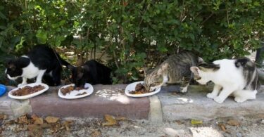 feria-de-los-animales