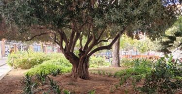 plantación-jardines-torrefiel-y-benimaclet-valència