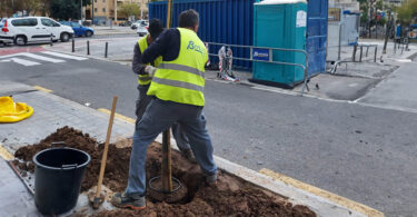valència-inicia-tercera-fase-plantación-arbolado-viario
