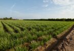 Consell Agrari de València