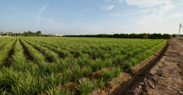 Consell Agrari de València