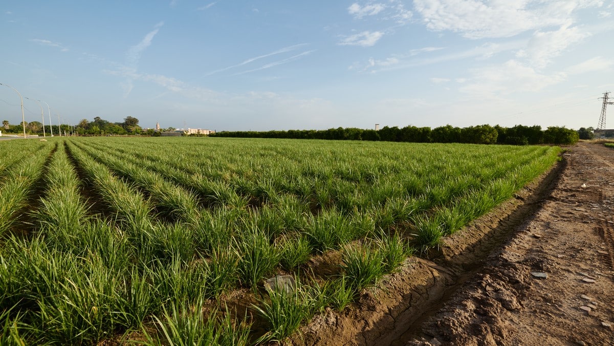 Consell Agrari de València
